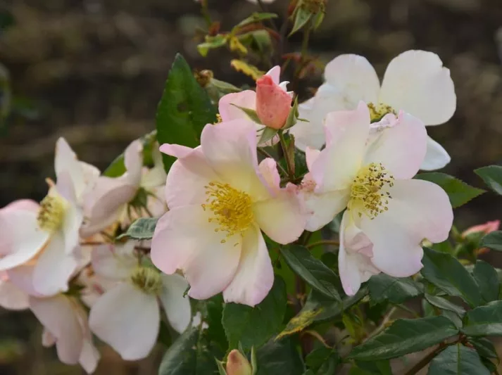 Rosa Sally Holmes, Rosa 'Sally Holmes', Climbing Roses, Hybrid Musk Roses, Fragrant roses, Pink Roses, White Roses