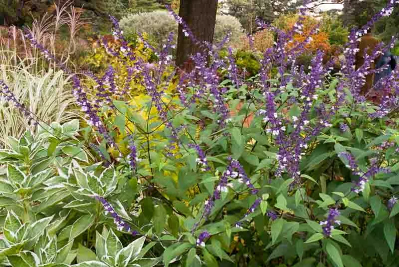 Salvia '