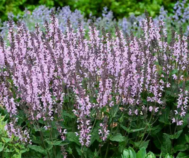 Salvia Nemorosa 'Pink Dawn', Sage 'Pink Dawn', Balkan Clary 'Pink Dawn', Steppe Sage 'Pink Dawn', Salvia Pink Dawn, Pink Salvia, Pink Sage, Pink Flowers