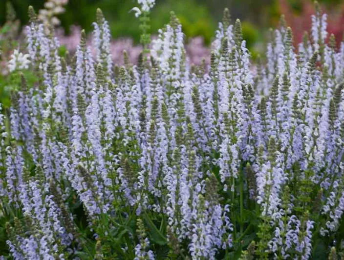 Salvia Nemorosa 'Crystal Blue', Sage 'Crystal Blue', Balkan Clary 'Crystal Blue', Steppe Sage 'Crystal Blue', Salvia Crystal Blue, Blue Salvia, Blue Sage, Blue Flowers