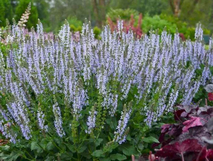 Salvia Nemorosa 'Crystal Blue', Sage 'Crystal Blue', Balkan Clary 'Crystal Blue', Steppe Sage 'Crystal Blue', Salvia Crystal Blue, Blue Salvia, Blue Sage, Blue Flowers