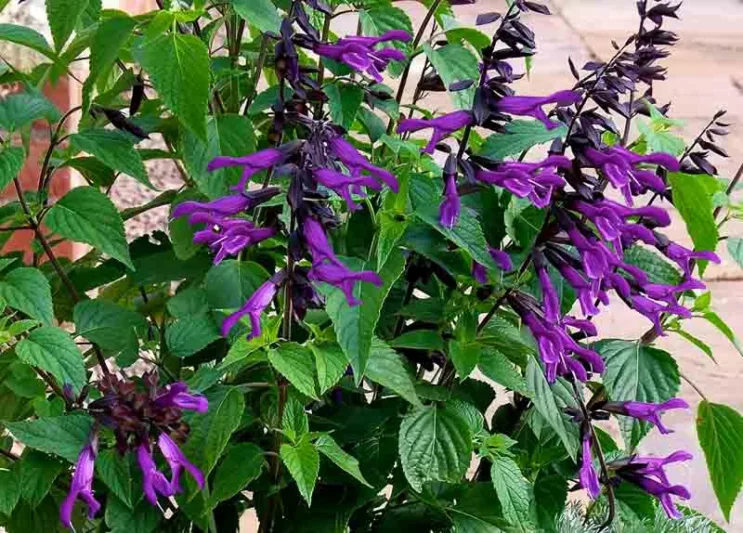 Salvia Amistad, Amistad Sage, Purple Salvia, Purple Sage