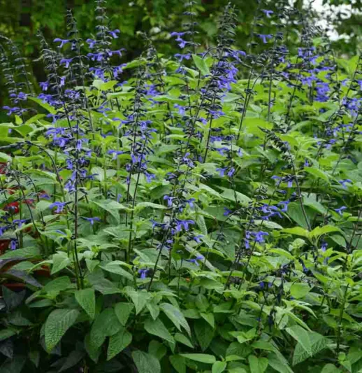 Salvia guaranitica 'Black & Bloom', Anise-Scented Sage 'Black & Bloom', Blue Anise Sage 'Black & Bloom', Brazilian Anise Sage  'Black & Bloom', Blue Sage, Blue Salvia