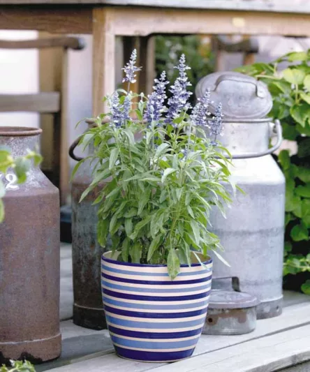 Salvia Farinacea Fairy Queen, Fairy Queen Mealycup Sage, Mealy cup sage Fairy Queen, Salvia Fairy Queen, Blue Salvia, Blue Sage, Blue flowers