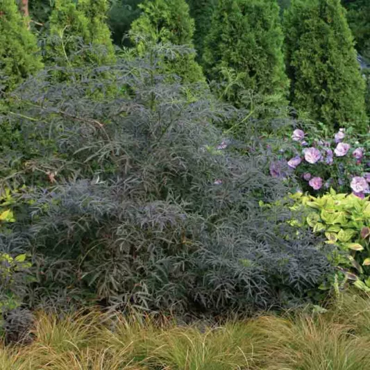 Sambucus nigra f. porphyrophylla 'Eva', Elderberry 'Eva', Elder 'Eva', European Elder 'Eva', Sambucus nigra Black Lace, Sambucus nigra f. porphyrophylla Black Lace®, Sambucus Black Lace®, Dark Foliage Shrub