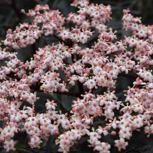 Sambucus nigra f. porphyrophylla 'Eva', Elderberry 'Eva', Elder 'Eva', European Elder 'Eva', Sambucus nigra Black Lace, Sambucus nigra f. porphyrophylla Black Lace®, Sambucus Black Lace®, Dark Foliage Shrub
