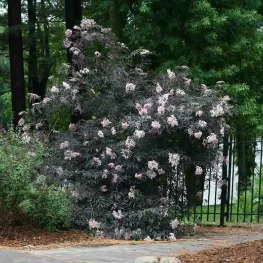 Sambucus nigra f. porphyrophylla 'Eva', Elderberry 'Eva', Elder 'Eva', European Elder 'Eva', Sambucus nigra Black Lace, Sambucus nigra f. porphyrophylla Black Lace®, Sambucus Black Lace®, Dark Foliage Shrub