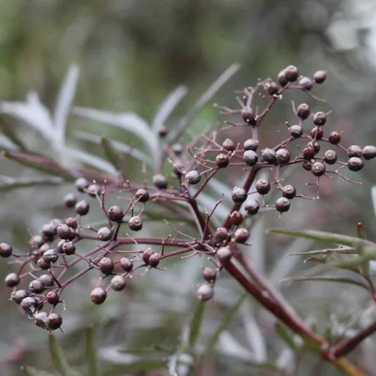 Sambucus Black Lace