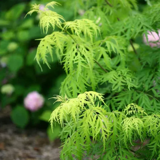 Sambucus racemosa Lemony Lace, Elderberry Lemony Lace®, Red-Berried Elder Lemony Lace®, Red Elderberry Lemony Lace®, Sambucus racemosa 'Smnsrd4'