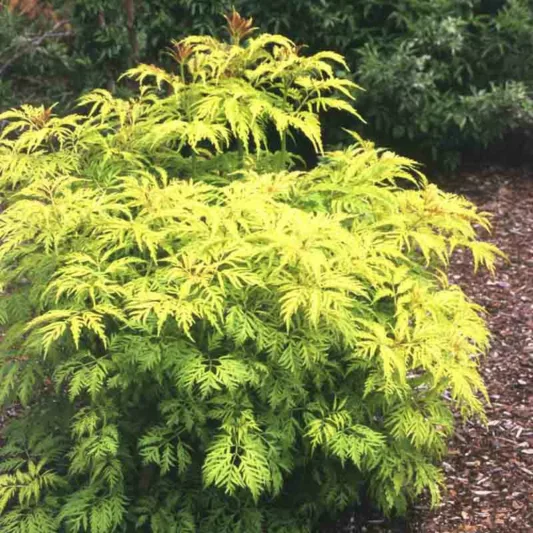 Sambucus racemosa Sutherland Gold, Elderberry Sutherland Gold, Red-Berried Elder 'Sutherland Gold', Red Elderberry 'Sutherland Gold', Gold Foliage