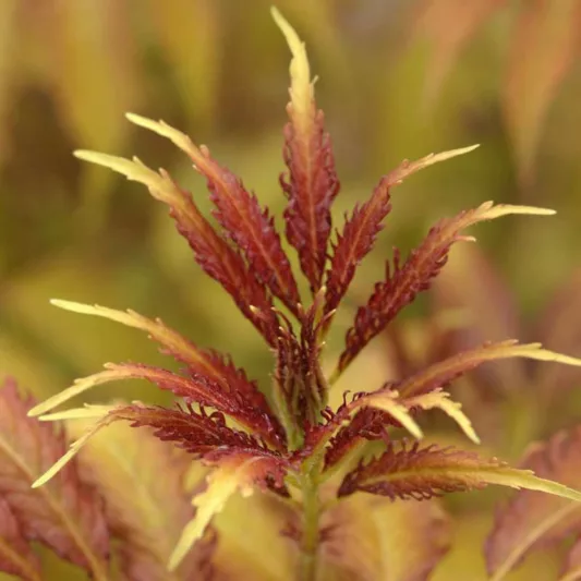 Sambucus racemosa Sutherland Gold, Elderberry Sutherland Gold, Red-Berried Elder 'Sutherland Gold', Red Elderberry 'Sutherland Gold', Gold Foliage