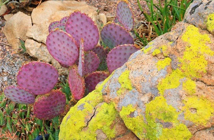 Opuntia santarita, Santa Rita Prickly Pear, Opuntia santa-rita, Opuntia gosseliniana var. santarita, Opuntia chlorotica var. santarita, Opuntia violacea var. santarita, pink succulent, pink cactus, purple cactus, drought tolerant plant,
