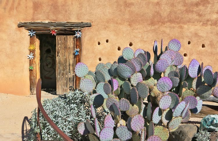 Opuntia santarita, Santa Rita Prickly Pear, Opuntia santa-rita, Opuntia gosseliniana var. santarita, Opuntia chlorotica var. santarita, Opuntia violacea var. santarita, pink succulent, pink cactus, purple cactus, drought tolerant plant,