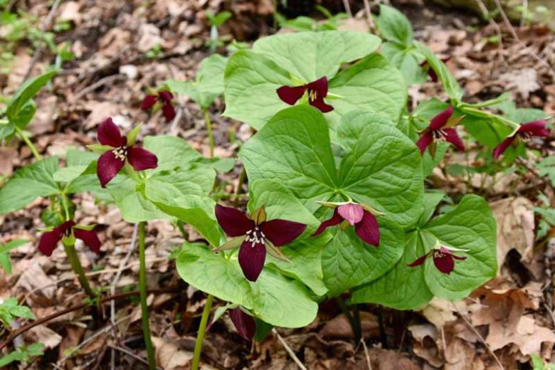 Trillium erectum , Red Trillium, Birthroot, American Shamrock, Bathroot, Bethroot, Bloody Nose, Bumblebee Root, Death Root, Dog Flower, Ground Lily, Herb Paris, Indian Balm, Lamb's Quarters, Lamb's Succory, Nosebleed, Orange Blossoms, Red Benjamin, Squawr