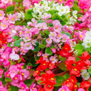 Begonia, Begonias, Angel Wing Begonia, Begonia maculata, Begonia Rex, Polka Dot Begonia, Wax Begonia, Strawberry Begonia, Tuberous Begonia, Dragon Wing Begonia
