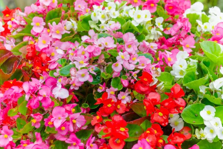 Begonia, Begonias, Angel Wing Begonia, Begonia maculata, Begonia Rex, Polka Dot Begonia, Wax Begonia, Strawberry Begonia, Tuberous Begonia, Dragon Wing Begonia