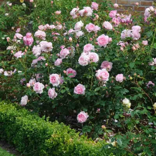 Rose Scepter'd Isle, Rosa 'Scepter'd Isle', English Rose 'Scepter'd Isle', David Austin Roses, English Roses, Shrub roses, pink roses, Rose Bushes, Garden Roses, Climbing Roses, fragrant roses