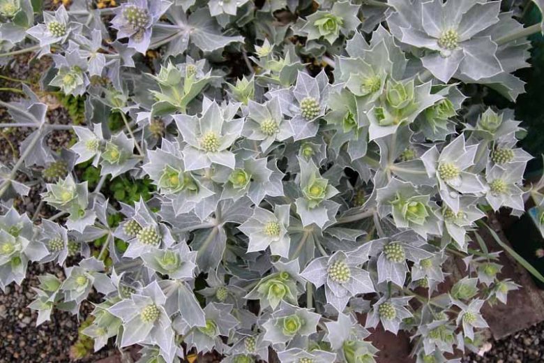 Eryngium maritimum, Sea Holly, Sea Eryngo, See Eryngium, Sea Holm, Semi-Evergreen Perennials, Blue flowers, Blue perennials
