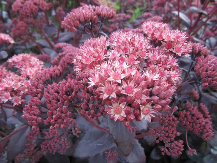 Sedum 'Purple Emperor'