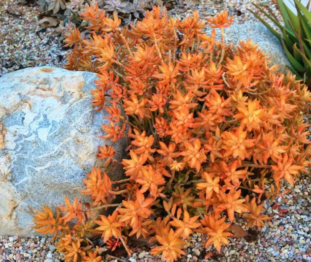 Sedum nussbaumerianum, Sedum Adolphii, Coppertone Stonecrop, Yellow Sedum, Red Sedum, Succuent, AGM Sedum