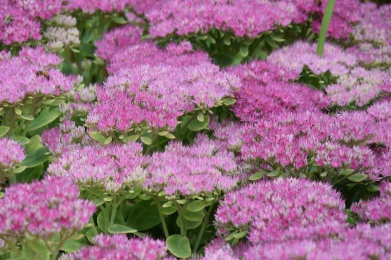 Sedum 'Brilliant', Stonecrop 'Brilliant', Hylotelephium spectabile 'Brilliant', Sedum spectabile 'Brilliant', Showy Stonecrop 'Brilliant', Pink Sedum, AGM Sedum