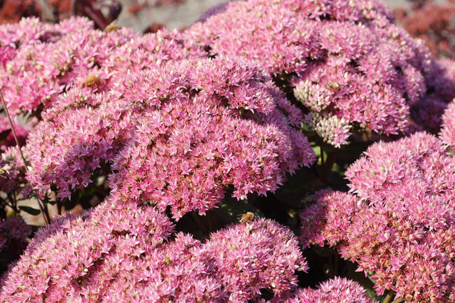 Sedum Beach Party, Stonecrop 'Beach Party', Sedum telephium 'Beach Party', Showy Sedum 'Beach Party', Hylotelephium 'Beach Party', Pink Sedum