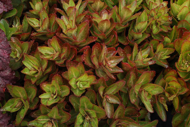 Sedum Beach Party, Stonecrop 'Beach Party', Sedum telephium 'Beach Party', Showy Sedum 'Beach Party', Hylotelephium 'Beach Party', Pink Sedum