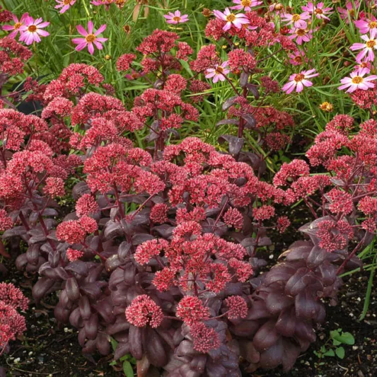 Sedum 'Desert Red', Stonecrop 'Desert Red', Sedum telephium 'Desert Red', Showy Sedum 'Desert Red', Red Sedum, Red Stonecrop, Hylotelephium 'Desert Red'