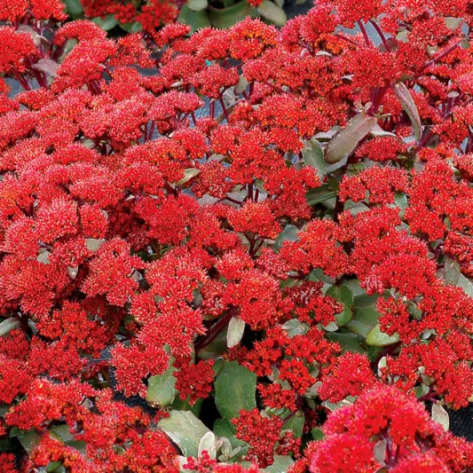 Sedum 'Desert Red', Stonecrop 'Desert Red', Sedum telephium 'Desert Red', Showy Sedum 'Desert Red', Red Sedum, Red Stonecrop, Hylotelephium 'Desert Red'