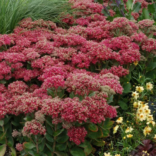 Sedum Mr Goodbud, Stonecrop Mr Goodbud, Ice Plant Mr Goodbud, Award Sedum, late summer perennial