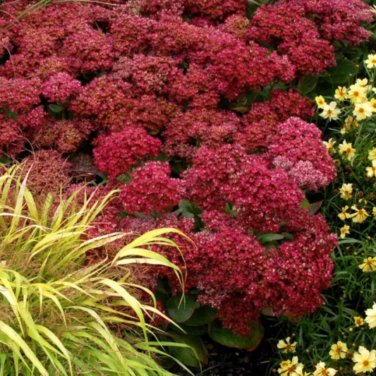 Sedum Mr Goodbud, Stonecrop Mr Goodbud, Ice Plant Mr Goodbud, Award Sedum, late summer perennial