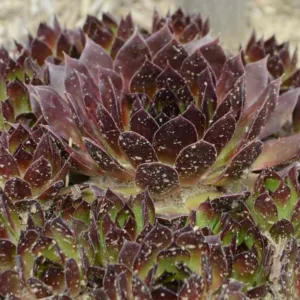 Sempervivum 'Black', Hens and Chicks 'Black', Houseleek 'Black', succulent, evergreen succulent, Black Succulent, drought tolerant perennial, drought tolerant plant
