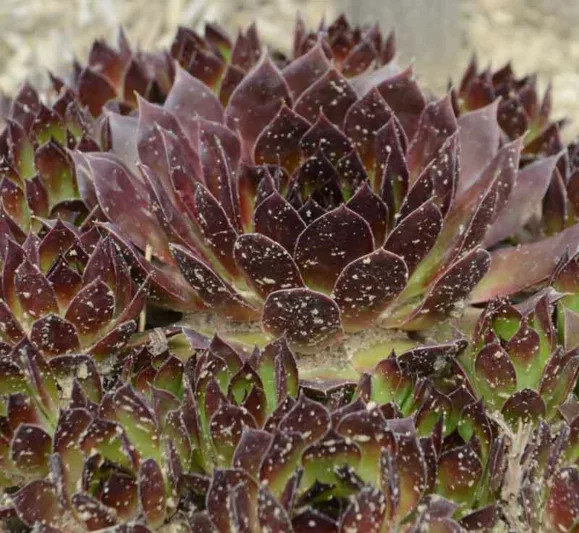 Sempervivum 'Black', Hens and Chicks 'Black', Houseleek 'Black', succulent, evergreen succulent, Black Succulent, drought tolerant perennial, drought tolerant plant