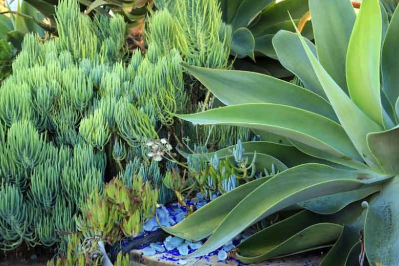 Senecio vitalis,Narrow-Leaf Chalksticks, Blue Chalk Fingers, Senecio talinoides subs. cylindricus, Senecio cylindricus, Kleinia cylindrica, Blue succulent, Blue groundcover, Groundcover succulent