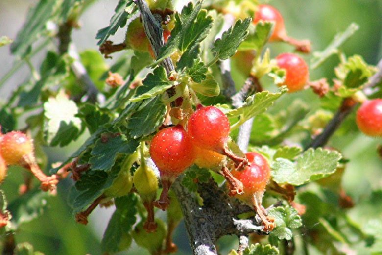 Ribes cereum, Wax Currant, White Squaw Currant, Western Red Currant, Shrub with fall color, fall color, shrub with berries