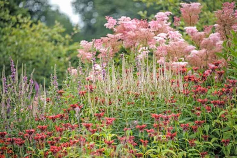 monarda, bee blam, veronicastrum, culver root, filipendula