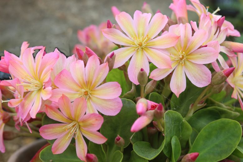 Lewisia tweedyi 'Rosea', Tweedy Lewisia 'Rosea', Siskiyou Lewisia, Cliff Maids, hardy succulent, evergreen perennial, Alpine wildflower