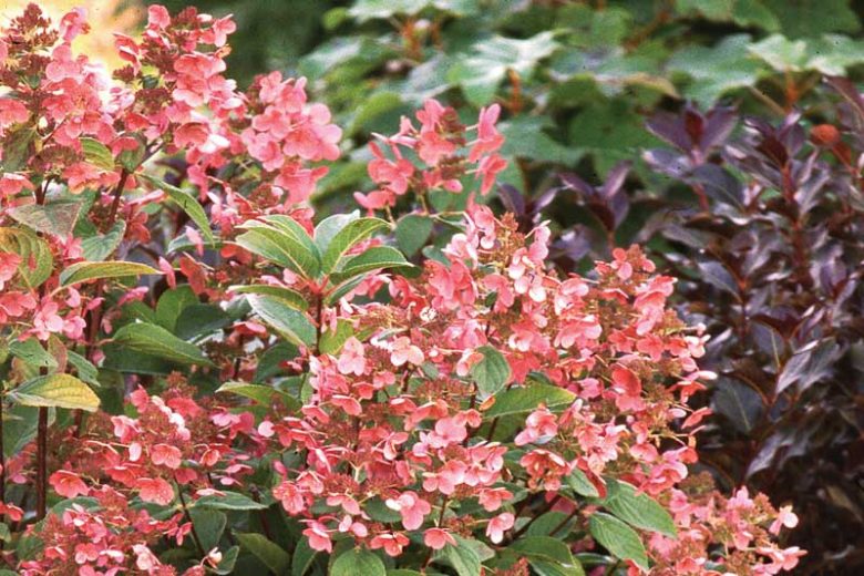 Hydrangea Paniculata Quick Fire, Quick Fire Hydrangea, Hydrangea Quick Fire, Panicle Hydrangea Quick Fire, Hydrangea paniculata 'Bulk', Dwarf Hydrangea, Small Hydrangea