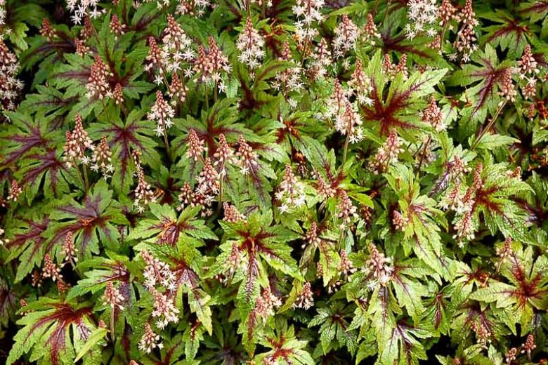 Tiarella 'Sugar and Spice', Foam Flower 'Sugar and Spice', Coolwort 'Sugar and Spice', False Mitrewort 'Sugar and Spice', White Coolwort, Shade plants, White Flowers
