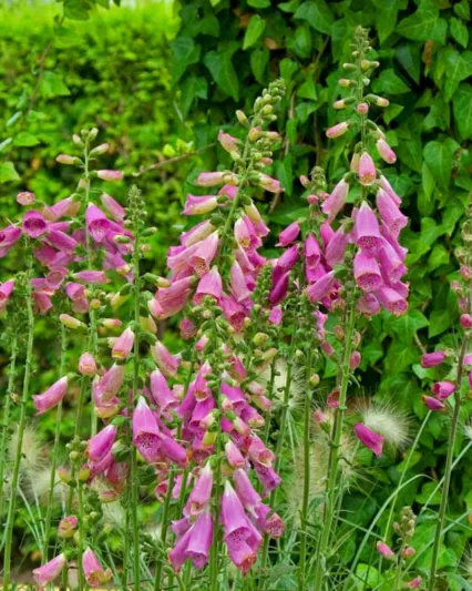 Digitalis Purpurea Camelot Rose, Common Foxglove Camelot Rose, Camelot Rose Foxglove, Foxglove Camelot Rose, Lady's Glove Camelot Rose, Rose floxglove
