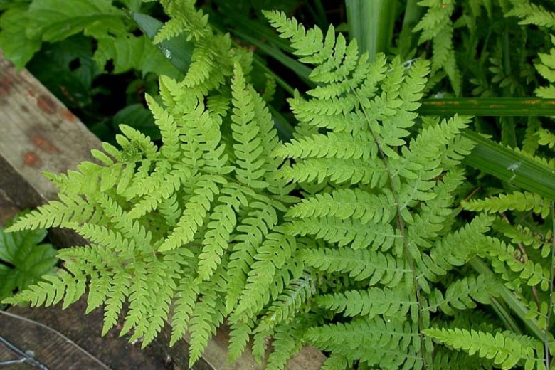 Thelypteris palustris, Eastern Marsh Fern, Marsh Fern, Shade plants, shade perennial, plants for shade