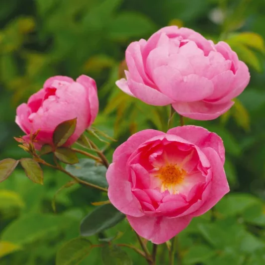 Rose 'Skylark',Rosa 'Skylark', English Rose 'Skylark', David Austin Roses, Shrub Roses, Pink Roses, AGM Roses, Best Pink Roses