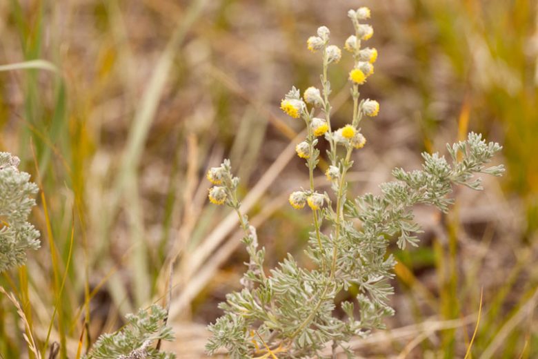 Artemisia frigida, Prairie Sagewort, Prairie Sagebrush, Fringed Sage, Pasture Sage, Silver foliage plant, aromatic foliage plant