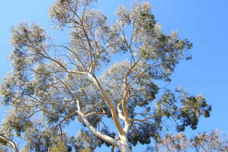 Eucalyptus pauciflora, Snow Gum, White Sallee, Cabbage Gum, Weeping Gum, Flooded Gum, Ghost Gum, Peppermint, Swamp Gum, Evergreen Tree, Bark, White Bark