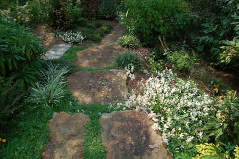 Trachelospermum asiaticum Snow-N-Summer, Asiatic Jasmine Snow-N-Summer, Dwarf Confederate Jasmine Snow-N-Summer, Japanese Star Jasmine, Tricolor Jasmine, Fragrant vine, Fragrant groundcover, White flowers