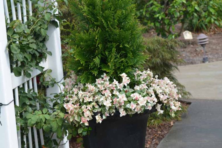 Trachelospermum asiaticum Snow-N-Summer, Asiatic Jasmine Snow-N-Summer, Dwarf Confederate Jasmine Snow-N-Summer, Japanese Star Jasmine, Tricolor Jasmine, Fragrant vine, Fragrant groundcover, White flowers