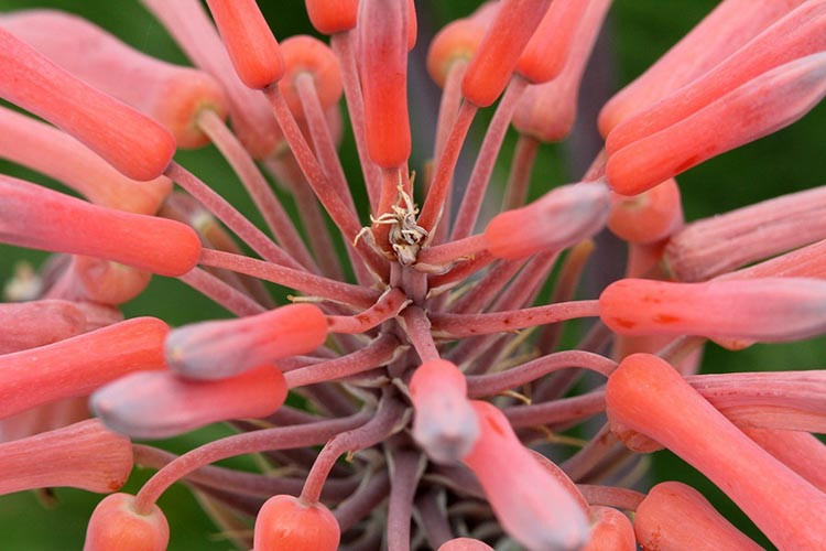 Aloe maculata,Soap Aloe, Aloe saponaria, Orange flowers,Zebra Aloe