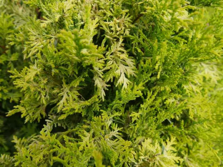 Chamaecyparis Pisifera 'Soft Serve Gold', Sawara Cypress 'Soft Serve Gold', Japanese Cypress 'Soft Serve Gold', evergreen shrub, golden shrub