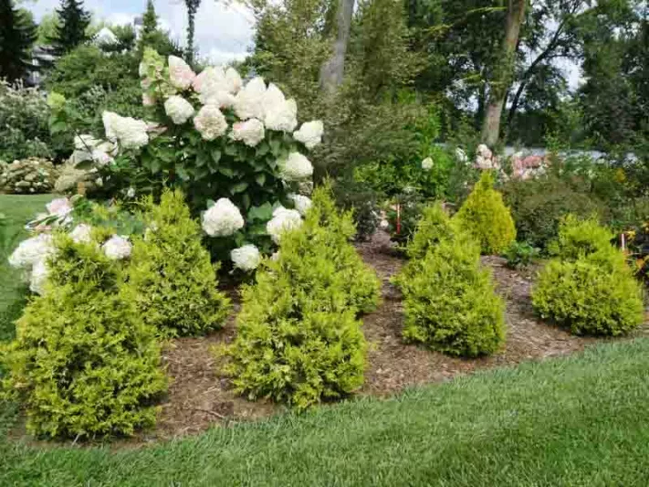 Chamaecyparis Pisifera 'Soft Serve Gold', Sawara Cypress 'Soft Serve Gold', Japanese Cypress 'Soft Serve Gold', evergreen shrub, golden shrub