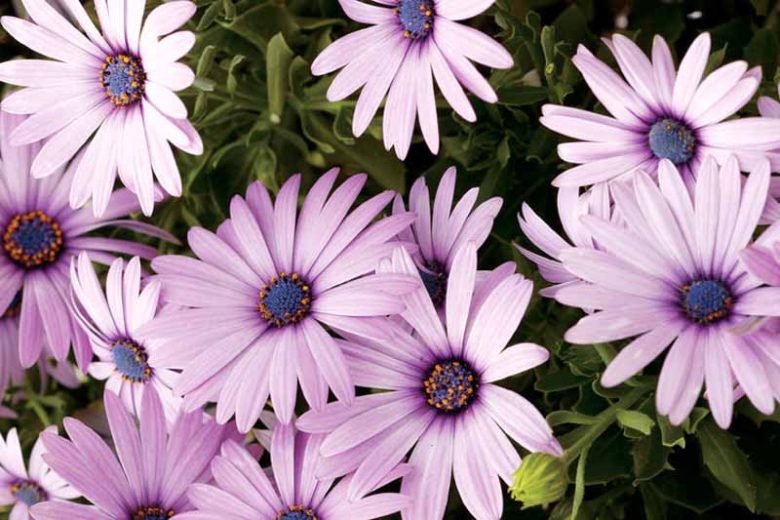 Osteospermum 'Soprano Light Purple', African Daisy 'Soprano Light Purple', Cape Daisy 'Soprano Light Purple', Soprano Series, evergreen perennial, evergreen shrub, purple flowers, lavender flowers